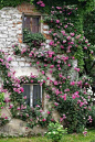 石头房子，粉红色的玫瑰
stone houses, pink roses 
