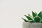 植物, 多汁, 盆栽, 白色空间, 白色背景, 最小, 极简主义, 复制空间, 叶, 绿色, 自然, 装潢