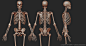 Human Skeleton, Boris Moskalenko : Medically accurate average human skeleton 3D model,with all important anatomical landmarks. Done for a client SciePro