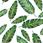 热带植物叶子 热带植物印花 矢量叶子图案 水彩植物图案 绿色植物叶子 芭蕉叶 香蕉叶 棕榈叶 热带风情植物