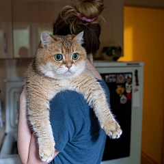 蓝染镜花水月采集到hosico_cat