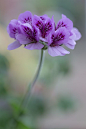 Pelargonium