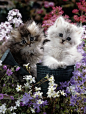 7-Weeks, Gold-Shaded and Silver-Shaded Persian Kittens in Watering Can Surrounded by Flowers