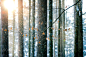 Bavarian Forest by Sonia Uniati on 500px