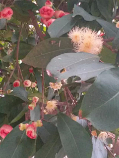 忘川漪涟采集到我拍摄的花花草草