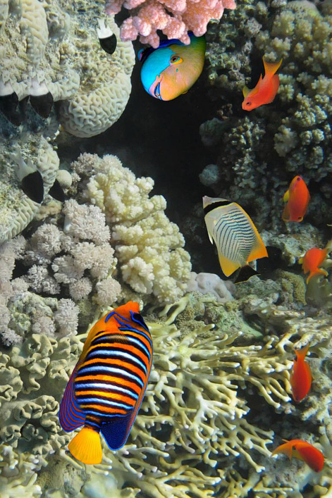 鲈形目·珊瑚鱼