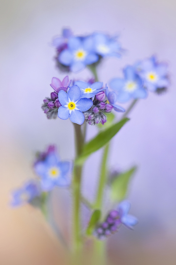 Photograph Forget-me...