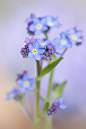 Photograph Forget-me-not Spring by Jacky Parker on 500px
