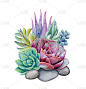 水彩植物插图，彩色多肉的安排，花的组成孤立在白色背景