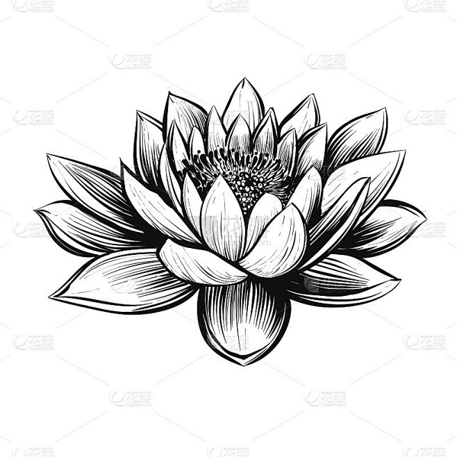 向量睡莲。Lotus插图。