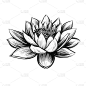 向量睡莲。Lotus插图。