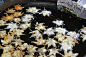 炸枫叶-日本秋季美食