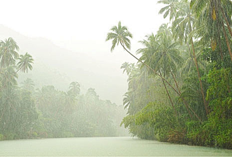 细雨中的亚马逊河图片色彩