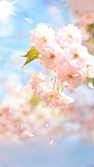蓝色天空樱花花朵背景- HTML素材网
