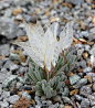 大地翅膀(Anelsonia eurycarpa)，属十字花科芥族，这是一种肉质花，生长在整个美国西部的高海拔山区。莲座状叶，柔软，有密集花序的小白花。其果实2到3公分，椭圆形。 它的叶子是小小的一丛，呈灰绿色，看起来很低调。它的花像透明羽毛一般，犹如轻纱，是很美丽的植物。