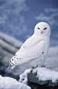 Snowy Owl (Bubo scandiacus)