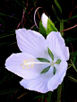 White Hibiscus <a class="text-meta meta-link" rel="nofollow" href="http://flowersgifts.labellabaskets.com" title="http://flowersgifts.labellabaskets.com" target="_blank"><span class="invisibl