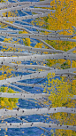 鱼湖国家森林中的美洲山杨，犹他州 (© Don Paulson/Danita Delimont)
2019-09-26
 3106