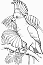 Learn biology and have fun thanks to these birds coloring pages for kids. Bird coloring sheets contain parrot, eagle, owl, peacock, pelican, storks, toucan.