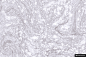 大理石纹理材质贴图028模板背景图片