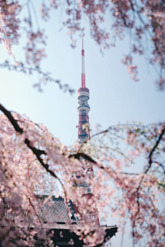 Kapoki采集到芳菲