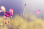 Blurred, Bright, Earth, Flower, Flowers, Glare, Kosmeya, Nature, Petals, Pink, Purple Flowers wallpaper preview