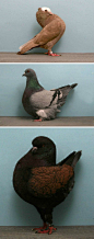 【世界上各种各样的鸽子们写真集&All kinds of pigeons in the world】