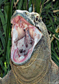 科莫多巨蜥，充满各种细菌的大嘴巴