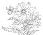 【黑白线稿】植物、花鸟类线稿白描