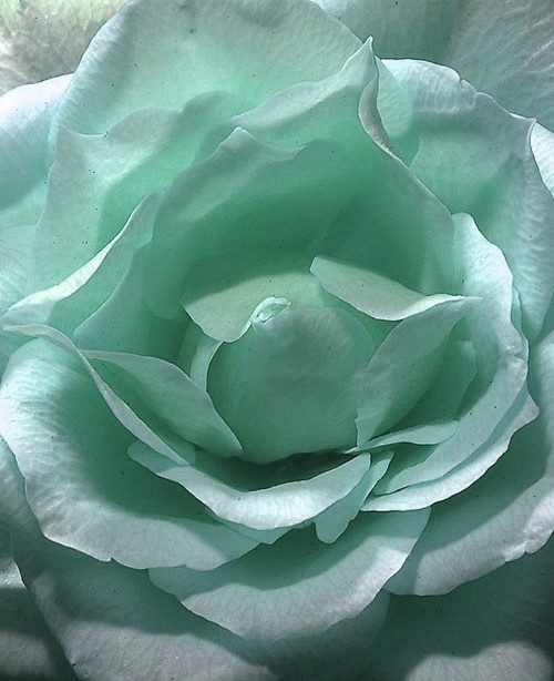 蒂芙尼蓝玫瑰