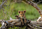 一只狮子幼崽落在一棵倒下的树在南部非洲的博茨瓦纳。狮子是唯一的猫住在一起的团体，称为骄傲。其他野生猫科动物，如老虎，独自生活。