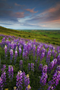 Photograph Lupine Dreams -  Palouse Hills, WA by David Thompson on 500px