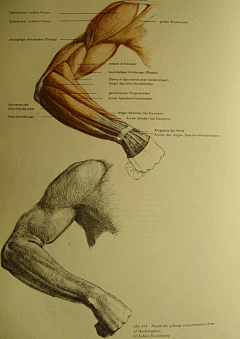 Jonathan-Wu采集到Anatomy