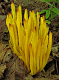 Golden spindles, Spindle-shaped yellow coral, or Spindle-shaped fairy club. A species of coral fungus in the family Clavariaceae.