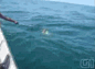 巴西渔船遇到一只身上缠了塑料袋的小海豚，第一次没能捞到小海豚，第二次小海豚仿佛是自己跳进了网里，渔民们将塑料袋解开后把海豚放回海中，小家伙落水后蹭地蹦跶了一下，似乎是在用跳舞来说谢谢