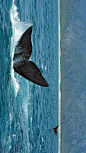 南非海岸附近的南露脊鲸 (© oversnap/E+/Getty Images)

每年南半球的冬季和初春（6月至11月），南露脊鲸便从南极洲附近的南大洋不远万里迁徙到南非海岸，它们在这里交配和产犊。它们倾向于在靠近岸边的浅水区游泳，而且它们对船只的好奇心使这里的游客非常高兴，并且使赫曼纽斯成为一个国际观鲸热点。今天是赫曼纽斯鲸鱼节的第一天，快带上好奇的眼睛，与它们来一场难忘的互动。

2018-09-28

非洲, 南非, 赫曼纽斯