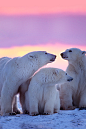Polar bear with yearling cubs
(by hslf519)