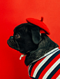 Unporn: Doggy Style photo by Charles Deluvio  (@charlesdeluvio) on Unsplash : Download this photo by Charles Deluvio  (@charlesdeluvio)