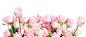 粉玫瑰花丛