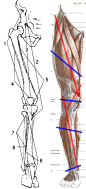 [转载]下肢结构分析