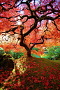 The Famous Maple - Japanese Gardens, Portland, Oregon #美景#