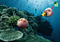 Animal Planet Print Ad -  Blowfish