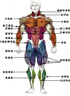 steel-L采集到画-教程-身体结构与比例