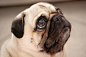 Google 图片搜索 http://www.dog-guides.us/wp-content/uploads/pug-dog.jpg 的结果