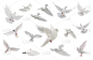 在白色背景上隔离的自由飞翔的白鸽