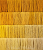 Studio photography of various colors of yarn dyed at the Weaver's shop. Shot for book by Max Hamerick on dyeing textiles; Yellow dyed with Fustic Photo by Barbara Temple Lombardi