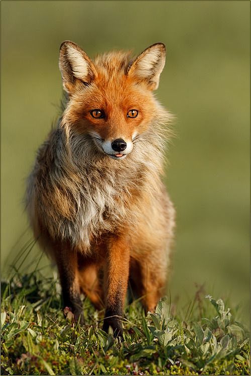 Fabulous Fox