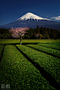 Sakura and Shizuoka Green Tea by Jirat Srisabye on 500px