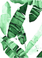 20 x 30 Beverly 4 Tropical Banana Leaves Watercolor by THEAESTATE, $63.00: 