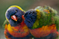 Photograph Lorikeets at my window